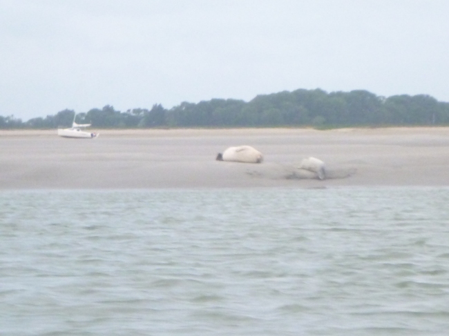phoques baie de somme - sur un banc de sable