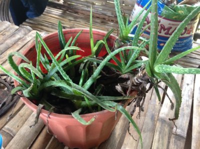 Une Aloe Vera en pot
