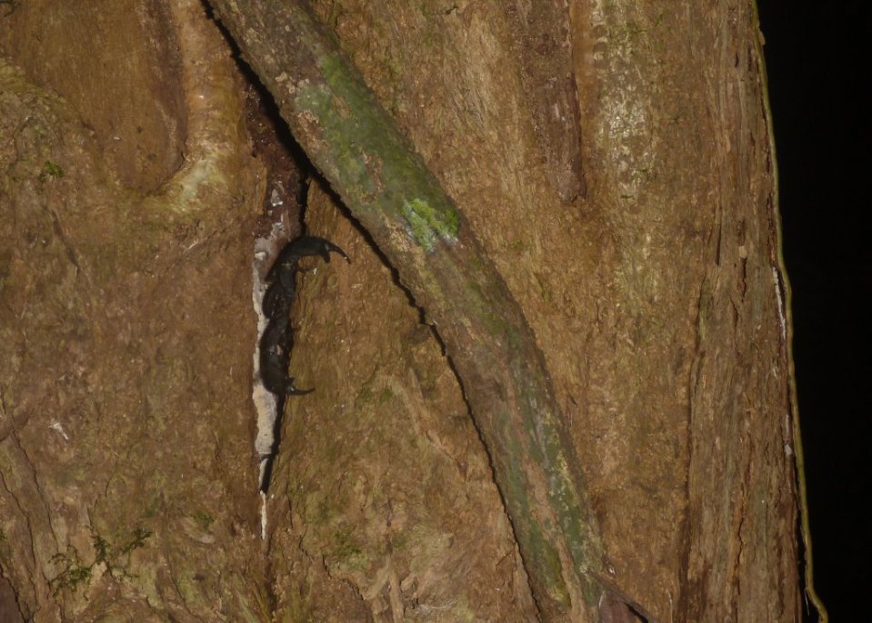Stage de survie jungle - Scorpion arbre
